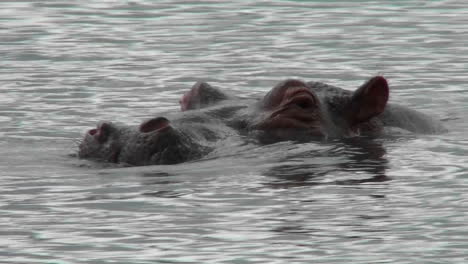 A-hippo-peers-out-of-the-water-in-a-river-in-Africa