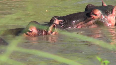 Hippos-bathe-in-a-pool-in-AFrica
