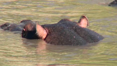 A-close-up-of-a-hippo-head-peering-out-of-a-watering-hole-in-Africa