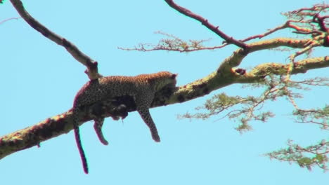 Un-Leopardo-Africano-Descansa-En-Un-árbol.