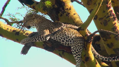 Ein-Afrikanischer-Leopard-Sieht-Aufgeregt-Aus,-Während-Er-Sich-In-Einem-Baum-Ausruht