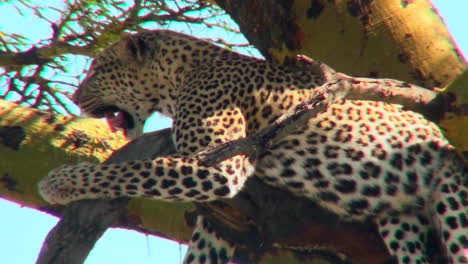 An-African-leopard-lounges-in-a-tree