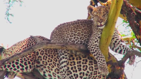 Un-Muy-Lindo-Bebé-Leopardo-Se-Sienta-Sobre-Su-Madre-En-Un-árbol-En-África