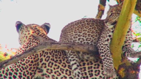 Ein-Leopardenbaby-Sitzt-Auf-Dem-Rücken-Seiner-Mutter-In-Einem-Baum-In-Afrika