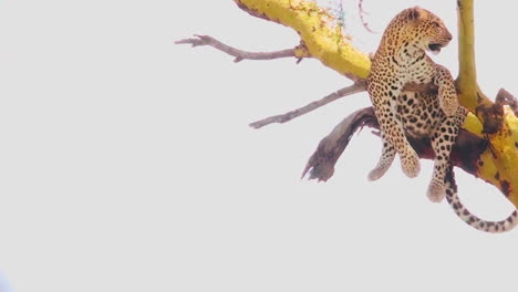 Leopardo-En-Un-árbol-En-áfrica