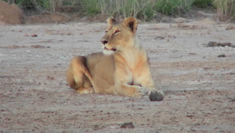 A-female-lion-looks-alertly-around-on-the-plains-of-Africa