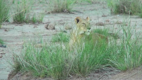 Ein-Löwe-Versteckt-Sich-Hinter-Einigen-Grasbüscheln-Und-Beobachtet-Seine-Domäne-In-Afrika
