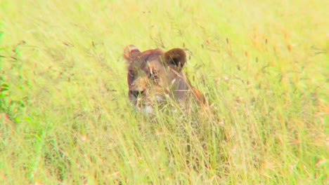 A-lion-hides-and-is-camouflaged-in-tall-yellow-grass