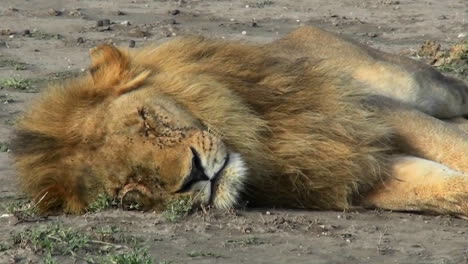 A-male-lion-sleeps-on-the-ground-covered-with-flies
