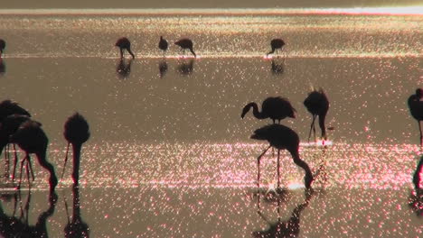 Beautiful-footage-of-pink-flamingos-in-early-morning-light-on-Lake-Nakuru-Kenya-11