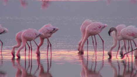 Beautiful-footage-of-pink-flamingos-in-early-morning-light-on-Lake-Nakuru-Kenya-12