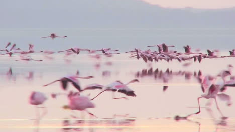 Schöne-Aufnahmen-Von-Rosa-Flamingos-Im-Frühen-Morgenlicht-Am-Lake-Nakuru-Kenia-13