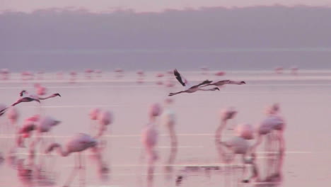 Beautiful-footage-of-pink-flamingos-in-early-morning-light-on-Lake-Nakuru-Kenya-14