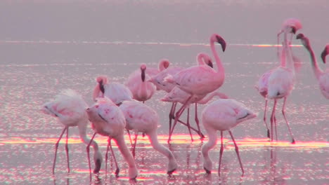 Schöne-Aufnahmen-Von-Rosa-Flamingos-Im-Frühen-Morgenlicht-Am-Lake-Nakuru-Kenia-15