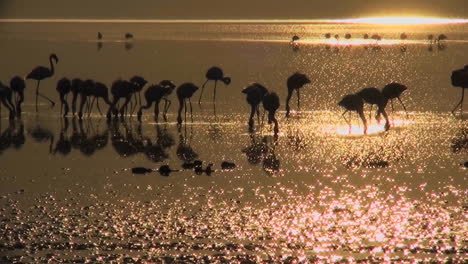 Beautiful-footage-of-pink-flamingos-in-early-morning-light-on-Lake-Nakuru-Kenya-16