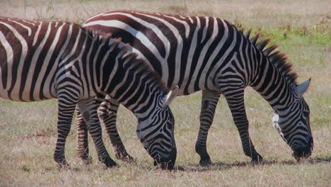 Two-zebras-graze-in-a-field-in-Africa