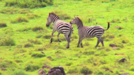 Zebras-Laufen-In-Einem-Feld-In-Afrika
