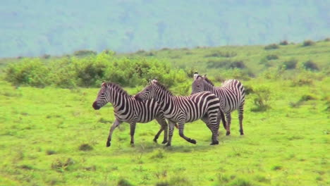 Zebras-Spielen-Auf-Einem-Feld-In-Afrika