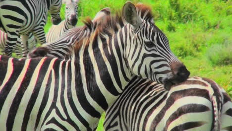 Ein-Zebra-Leckt-Und-Beißt-Den-Hintern-Eines-Anderen-Zebras