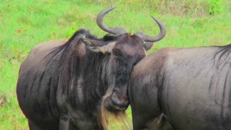 A-wildebeest-sniffs-and-rubs-the-rear-end-of-another-wildebeest
