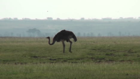 An-ostrich-walks-across-the-plains-of-Africa