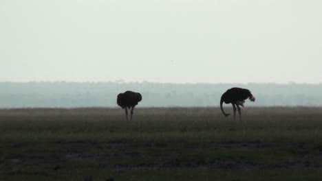 Two-ostriches-stand-in-silhouette-on-the-plains-of-Africa