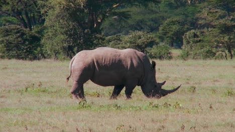 A-rare-rhino-grazes-on-the-plains-of-Africa