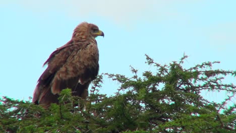 Ein-Tawny-Eagle-Sitzt-Auf-Seiner-Stange-Und-überblickt-Die-Landschaft-Afrikas