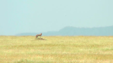 A-distant-cheetah-on-the-Serengeti