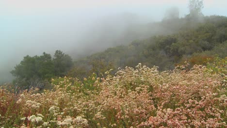 Nebel-Weht-über-Einen-Berg-Entlang-Der-Kalifornischen-Küste-1