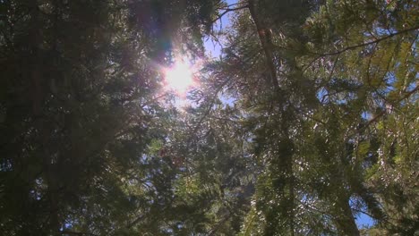 A-moving-shot-reveals-the-forest-canopy-and-sunlight-coming-through