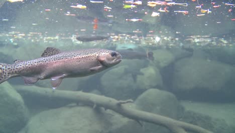 Rainbow-trout-swimming-underwater-in-a-pond