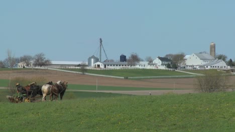 Un-Granjero-Amish-Usa-Caballos-Para-Arar-Sus-Campos-2