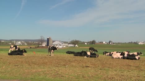 Las-Vacas-Se-Sientan-Al-Sol-En-Una-Granja-Amish-En-Lancaster-Pennsylvania