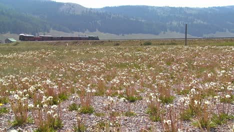 A-steam-train-passes-through-fields-in-the-Rocky-Mountains-1