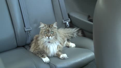 Eine-Maine-Coon-Katze-Sitzt-Auf-Dem-Rücksitz-Eines-Autos