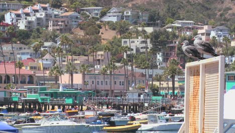 Zwei-Möwen-Beobachten-Die-Aktivitäten-Im-Hafen-Von-Catalina-Island