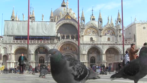 Pigeons-wander-in-St-Marks-Square-in-Venice-Italy