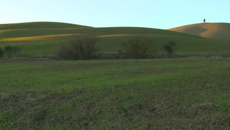A-lonely-tree-stands-on-a-very-distant-hill-amongst-green-fields-in-Tuscany-Italy-1