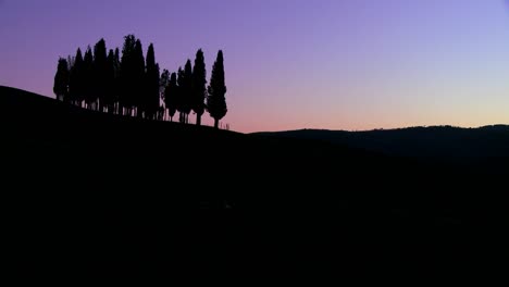 A-cluster-of-Italian-cypress-trees-at-dusk-on-a-hillside-in-Tuscany-Italy
