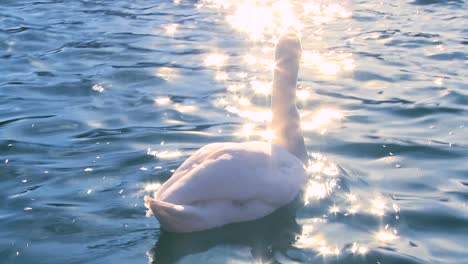 A-white-swan-swims-on-sparkling-water-in-a-lake