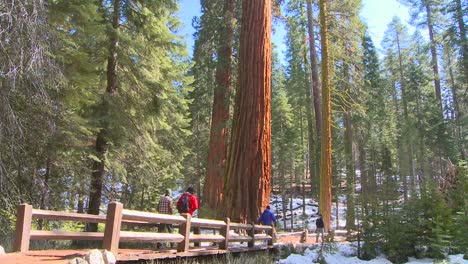 Hikers-walk-near-giant-Sequoia-trees-in-Yosemite-National-Park