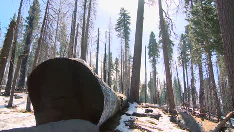 Secuoyas-Gigantes-Yacen-En-El-Suelo-Quemado-Después-De-Un-Incendio-Forestal-En-El-Parque-Nacional-De-Yosemite