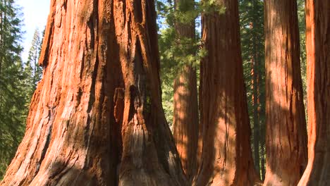 Riesenmammutbäume-Im-Yosemite-Nationalpark
