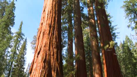Tilt-up-giant-Sequoia-trees-in-Yosemite-National-Park