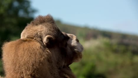 Camello-de-cerca-36