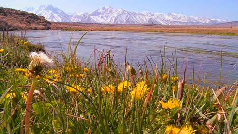 Ein-Schöner-Fluss-Fließt-Durch-Die-Sierra-Nevada-Berge-Mit-Wildblumen-Im-Vordergrund