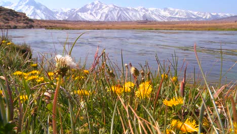 Ein-Schöner-Fluss-Fließt-Durch-Die-Sierra-Nevada-Berge-Mit-Wildblumen-Im-Vordergrund-1