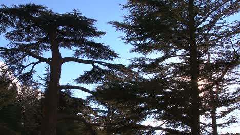 The-beautiful-cedar-trees-of-Lebanon