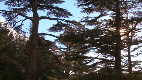 A-grove-of-cedar-trees-of-Lebanon